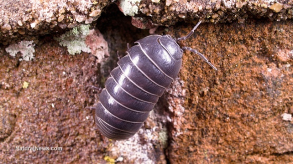 Rollie Pollies Remove Heavy Metals From Soil Canillas Community